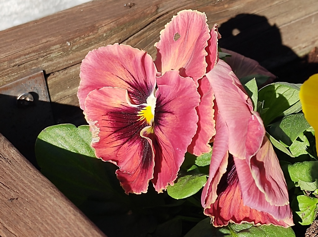 No s'ha trobat l'arxiu